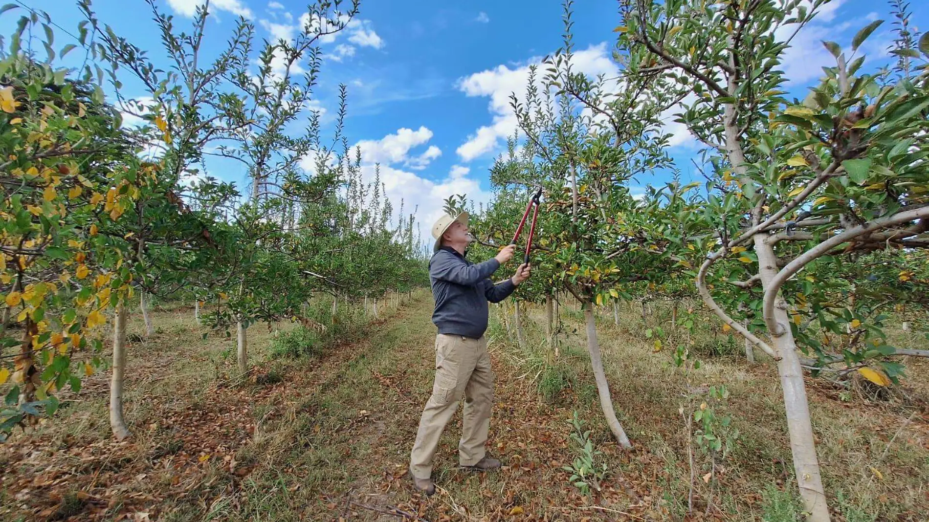 Fruticultores realizan labores de poda en el cultivo del manzano